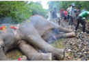 बंगाल में मालगाड़ी की टक्कर से तीन हाथियों की मौत, रेल कॉरीडोर को पार करते समय हुआ हादसा