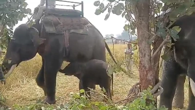 हाथियों की मदद से नन्हें गजराज को पकड़ा